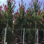 Liliac Indian "Caroline Beauty" arbore 2.50 - 3.00 m / Lagerstroemia Indica "Caroline Beauty" / - Gradina Noastra