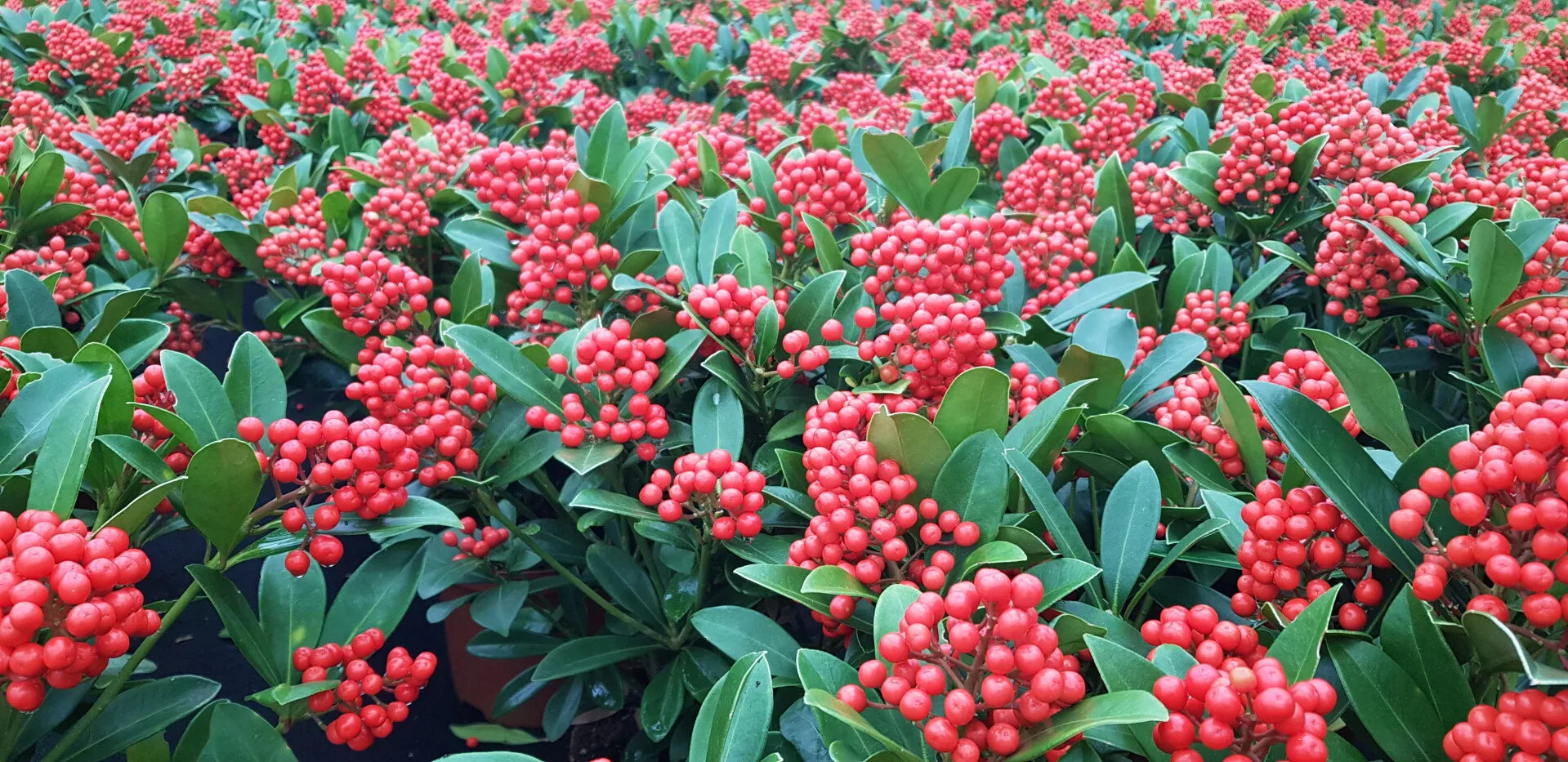 Liliac japonez "Temptation" 0.40 - 0.50 m / Skimmia japonica 'Temptation'/ by gradina-noastra
