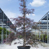 Artar japonez "Tamukeyama" / Acer palmatum dissectum "Tamukeyama"/ by gradina-noastra