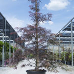 Artar japonez "Tamukeyama" / Acer palmatum dissectum "Tamukeyama"/ by gradina-noastra