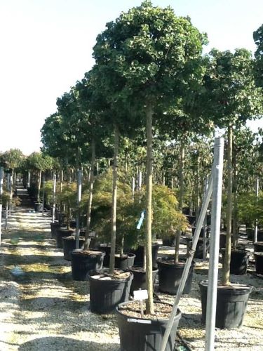 Arborele pagodelor "Mariken" 2.50 - 3.00 m / Ginko biloba "Mariken" /