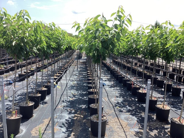 Cires "Lapins" 1.80 - 2.30 m / Prunus avium "Lapins" /