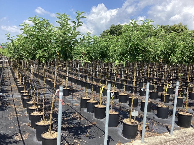 Mar "Golden Delicious" 1.80 - 2.30 m / Malus domestica „Golden Delicious”  /