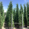 Chiparos leylandii 3.50 - 4.00 m / x Cupressocyparis leylandii  /