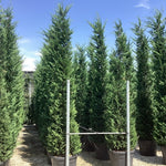 Chiparos leylandii 3.50 - 4.00 m / x Cupressocyparis leylandii  /
