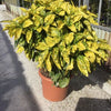 Pom de aur "Crotonifolia Gold"  1.00 - 1.20 m / Aucuba japonica "Crotonifolia Gold" /