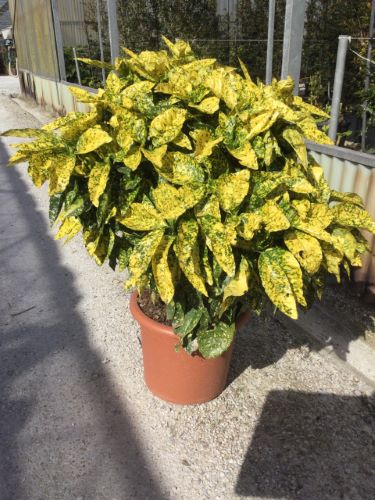 Pom de aur "Crotonifolia Gold"  1.00 - 1.20 m / Aucuba japonica "Crotonifolia Gold" /