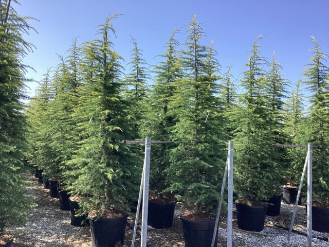 Cedru de Himalaya  "Kelly Gold" 2.50 - 3.00 m / Cedrus deodara "Kelly Gold" /