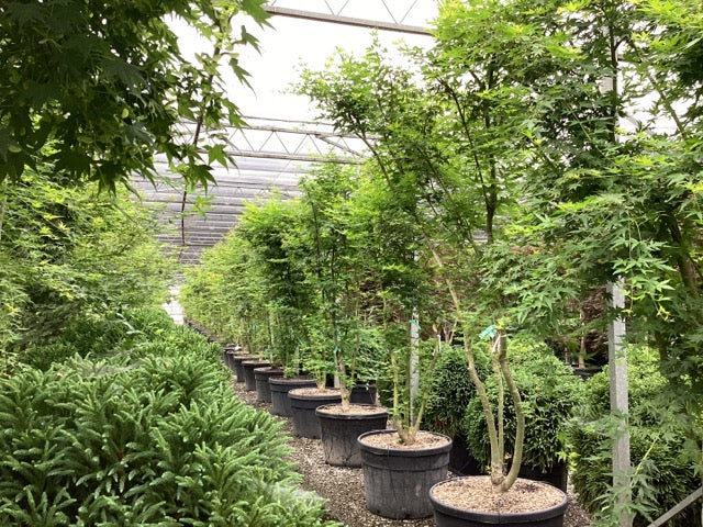 Artar japonez 1.75 - 2.00 m / Acer palmatum /