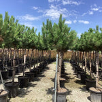 Pin negru austriac 1.50 - 1.75 m / Pinus nigra austriaca /