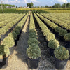Salba japoneza" Elegant Aureus "/ "Bravo" minge 0.30 -0.50 m / Euonymus jap. "Elegant Aureus"/ - Gradina Noastra