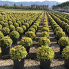 Salba japoneza" Elegant Aureus "/ "Bravo" minge 0.30 -0.50 m / Euonymus jap. "Elegant Aureus"/ - Gradina Noastra