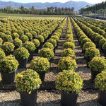 Salba japoneza" Elegant Aureus "/ "Bravo" minge 0.30 -0.50 m / Euonymus jap. "Elegant Aureus"/ - Gradina Noastra
