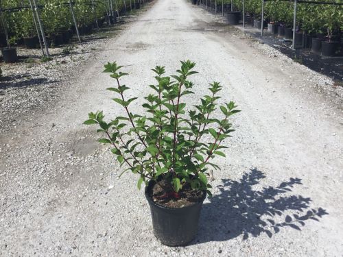 Hortensia paniculata "Diamond Rouge", plantă frumoasă, ideală pentru grădini, disponibilă la [Numele Magazinului].