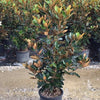 Magnolia vesnic verde "Little Gem" 1.50 - 1.75 m / Magnolia grandiflora "Little Gem" - Gradina Noastra