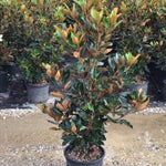 Magnolia vesnic verde "Little Gem" 1.50 - 1.75 m / Magnolia grandiflora "Little Gem" - Gradina Noastra