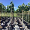Arborele Iudei arbore / Cercis chinensis "Avondale" / - Gradina Noastra