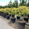 Salba japoneza " Elegant Aureus " multitulpinala / Euonymus jap. "Elegant Aureus"/ by gradina-noastra