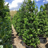 Ilex "Nellie R.Stevens" con / Ilex mutchagara "Nellie R.Stevens"/