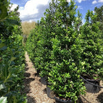 Ilex "Nellie R.Stevens" con / Ilex mutchagara "Nellie R.Stevens"/