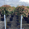 Viburnum tinus "Eve Price" pomisor / Viburnum tinus "Eve Price"/ - Gradina Noastra