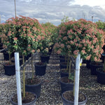Viburnum tinus "Eve Price" pomisor / Viburnum tinus "Eve Price"/ - Gradina Noastra