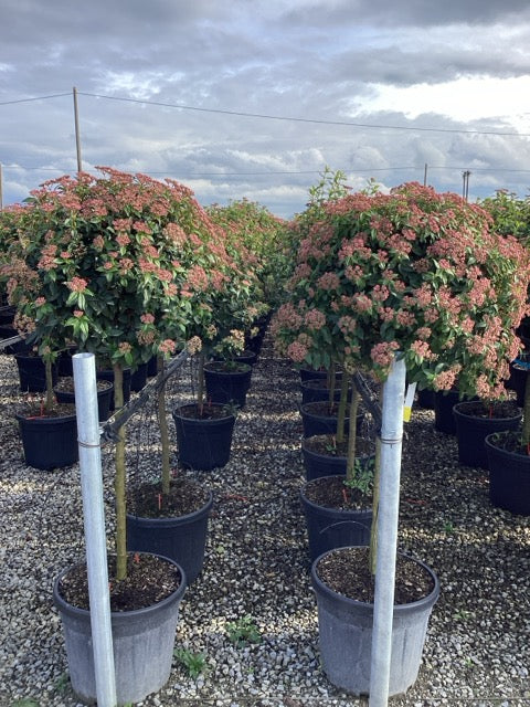 Viburnum tinus "Eve Price" pomisor / Viburnum tinus "Eve Price"/ - Gradina Noastra