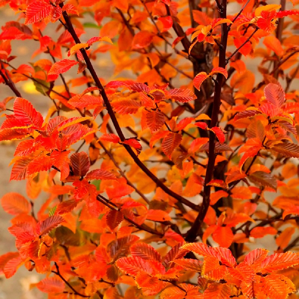 Carpen "Ornage Retz" arbore / Carpinus betulus "Ornage Retz"/ by gradina-noastra