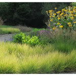 Sesleria autumnalis