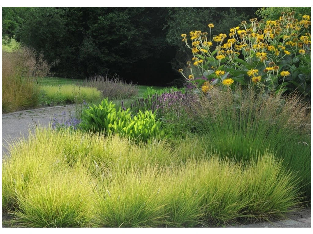 Sesleria autumnalis