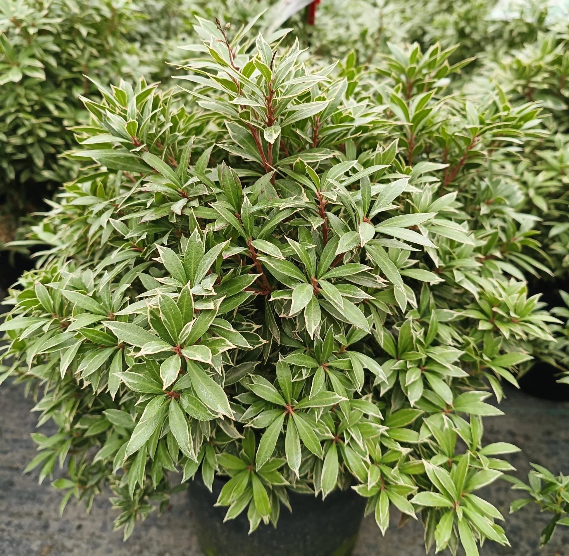 Andromeda japoneza mix / Pieris mix/ - Gradina Noastra