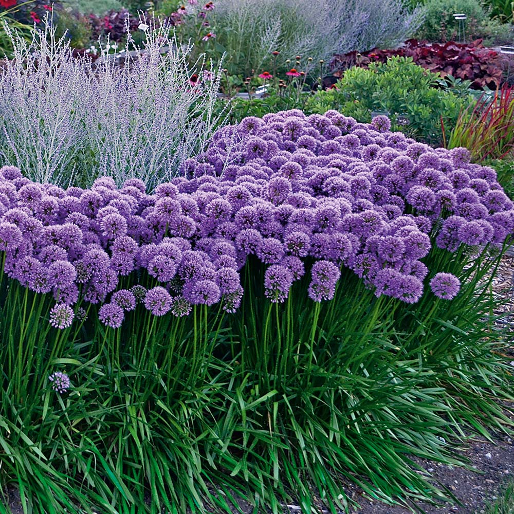 Allium"Millenium" 0.10 - 0.20 m