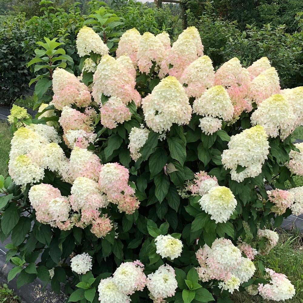 Hortensia paniculata "Quick Fire Fab"/ Hydrangea paniculata "Quick Fire Fab"/ by gradina-noastra