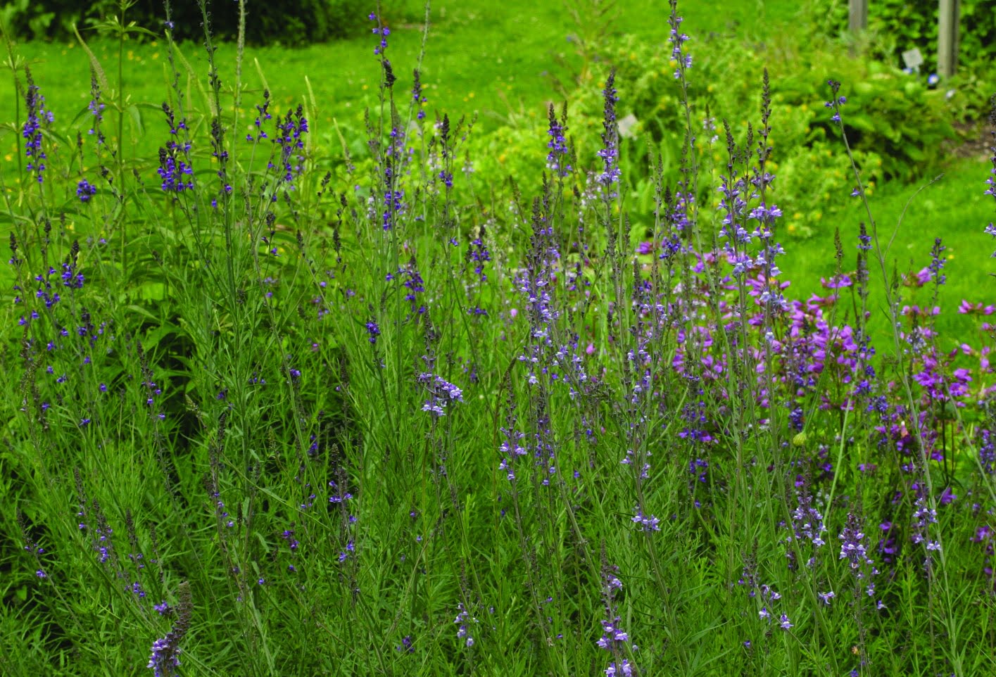 Linaria purpurea
