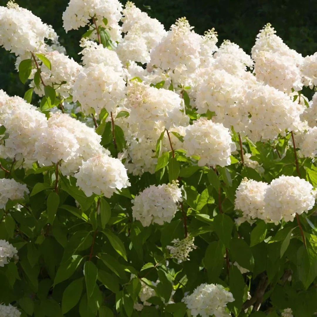 Hortensia paniculata "Grandiflora", cu flori albe, perfectă pentru grădinile de vis, disponibilă la [numele magazinului].