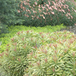 Euphorbia "Ascot Rainbow"