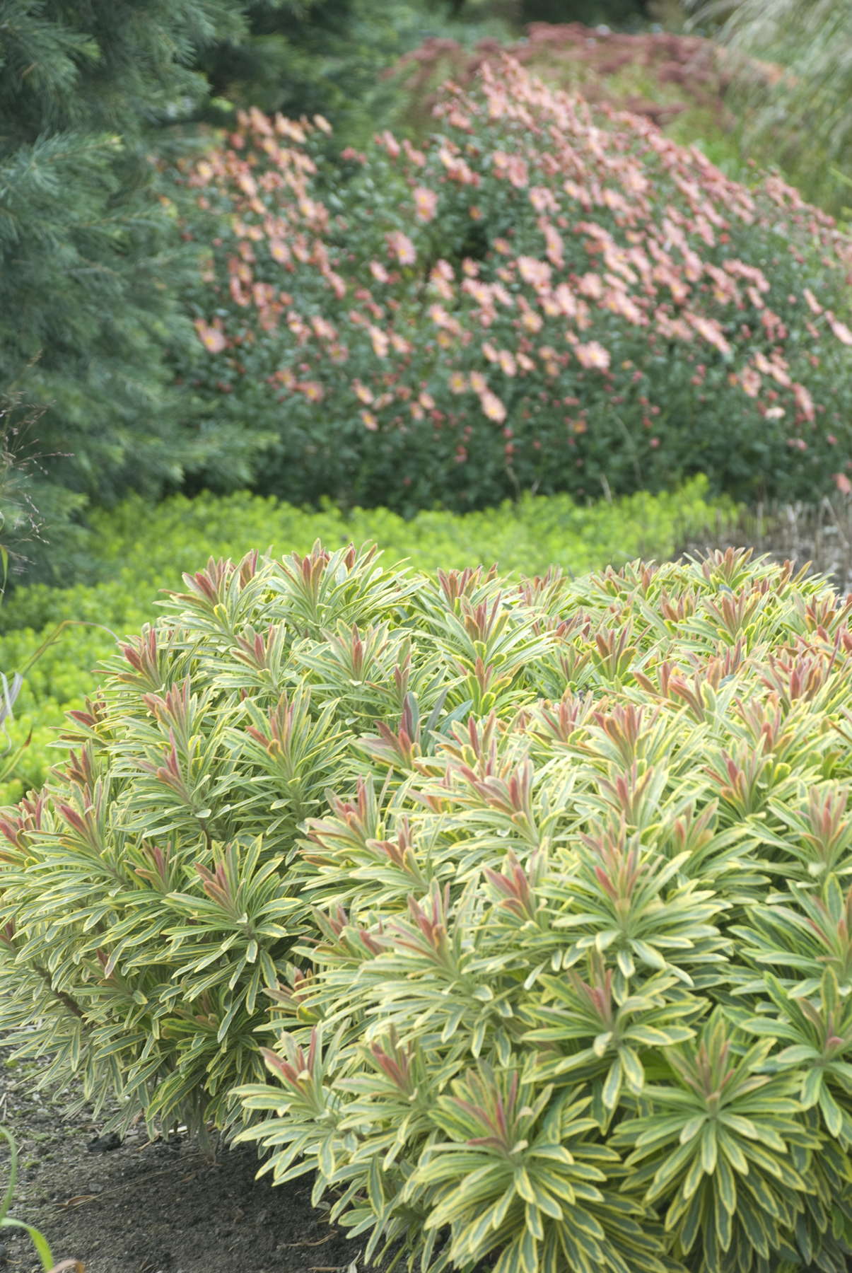 Euphorbia "Ascot Rainbow"