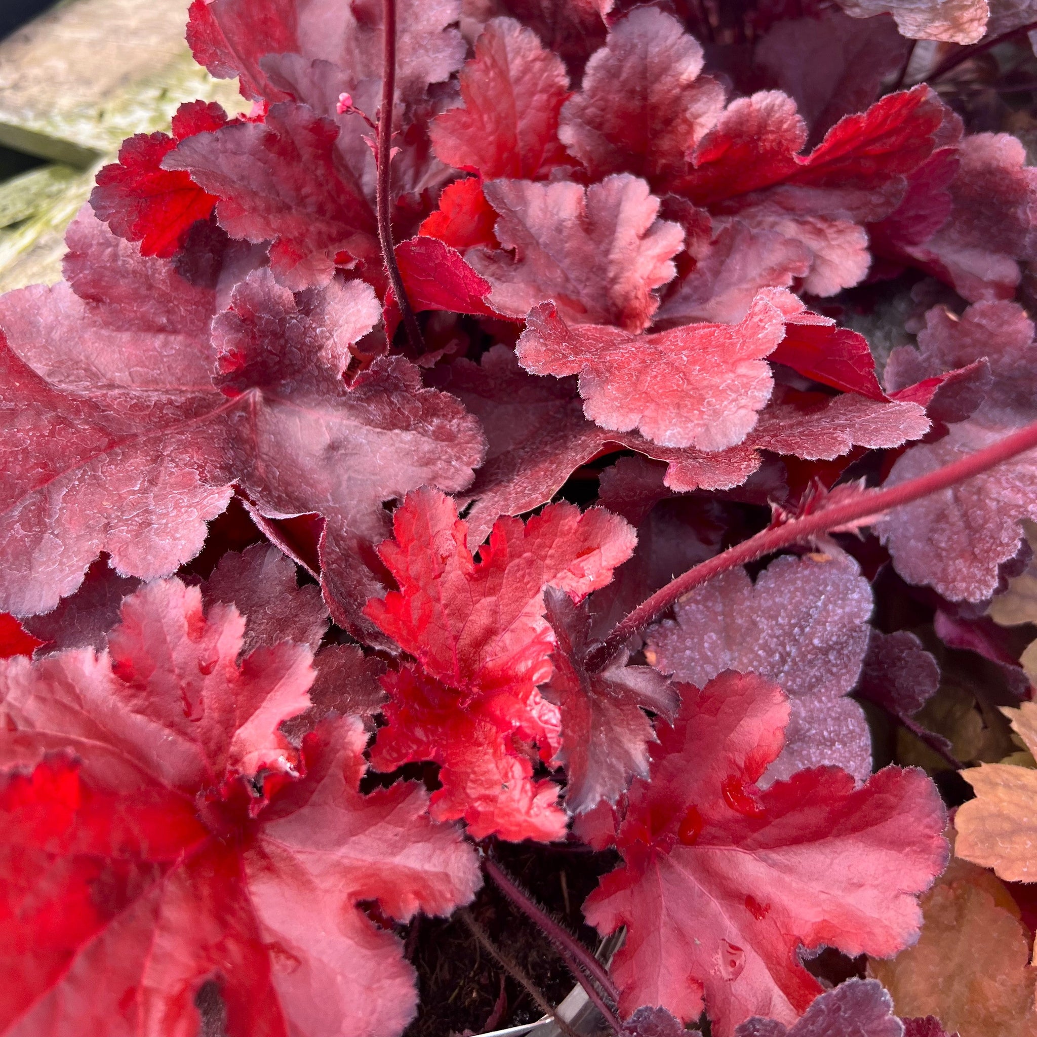 Heuchera "Forever Red " - Gradina Noastra