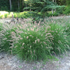 Pennisetum orientale "Karley Rose"