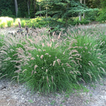 Pennisetum orientale "Karley Rose"