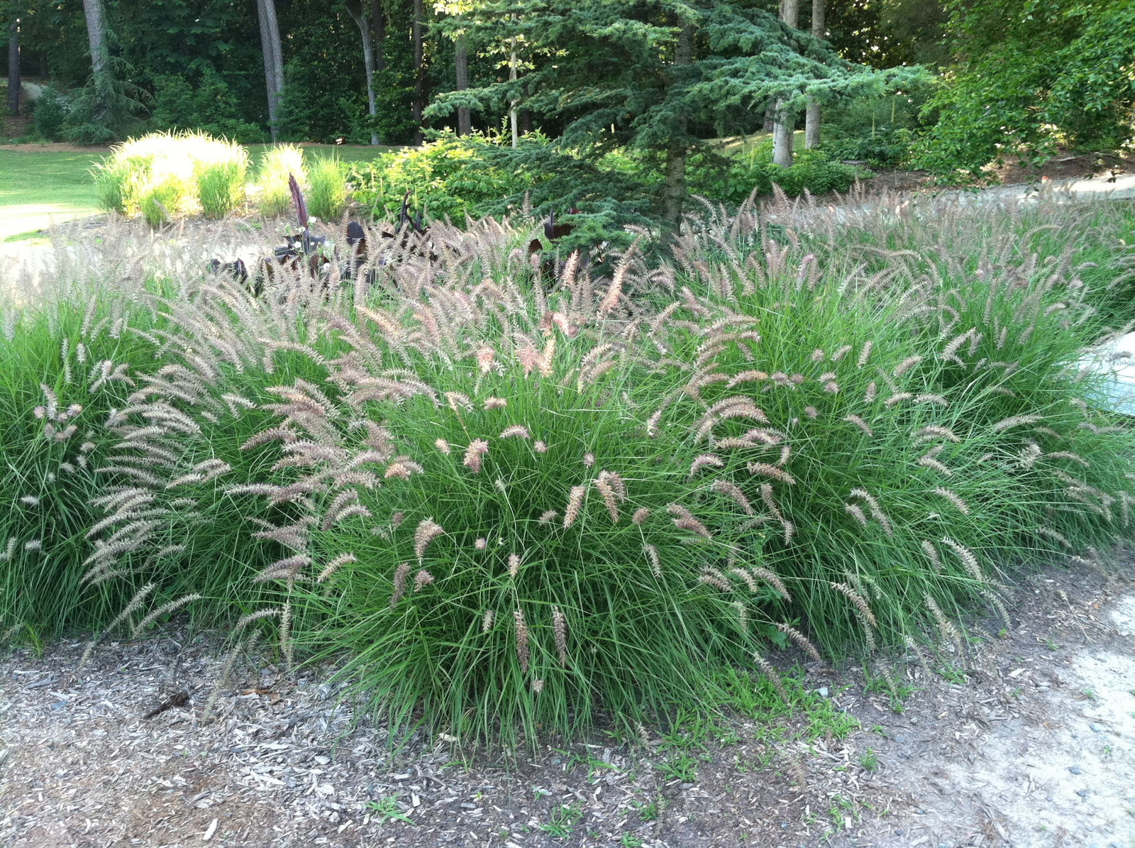 Pennisetum orientale "Karley Rose"