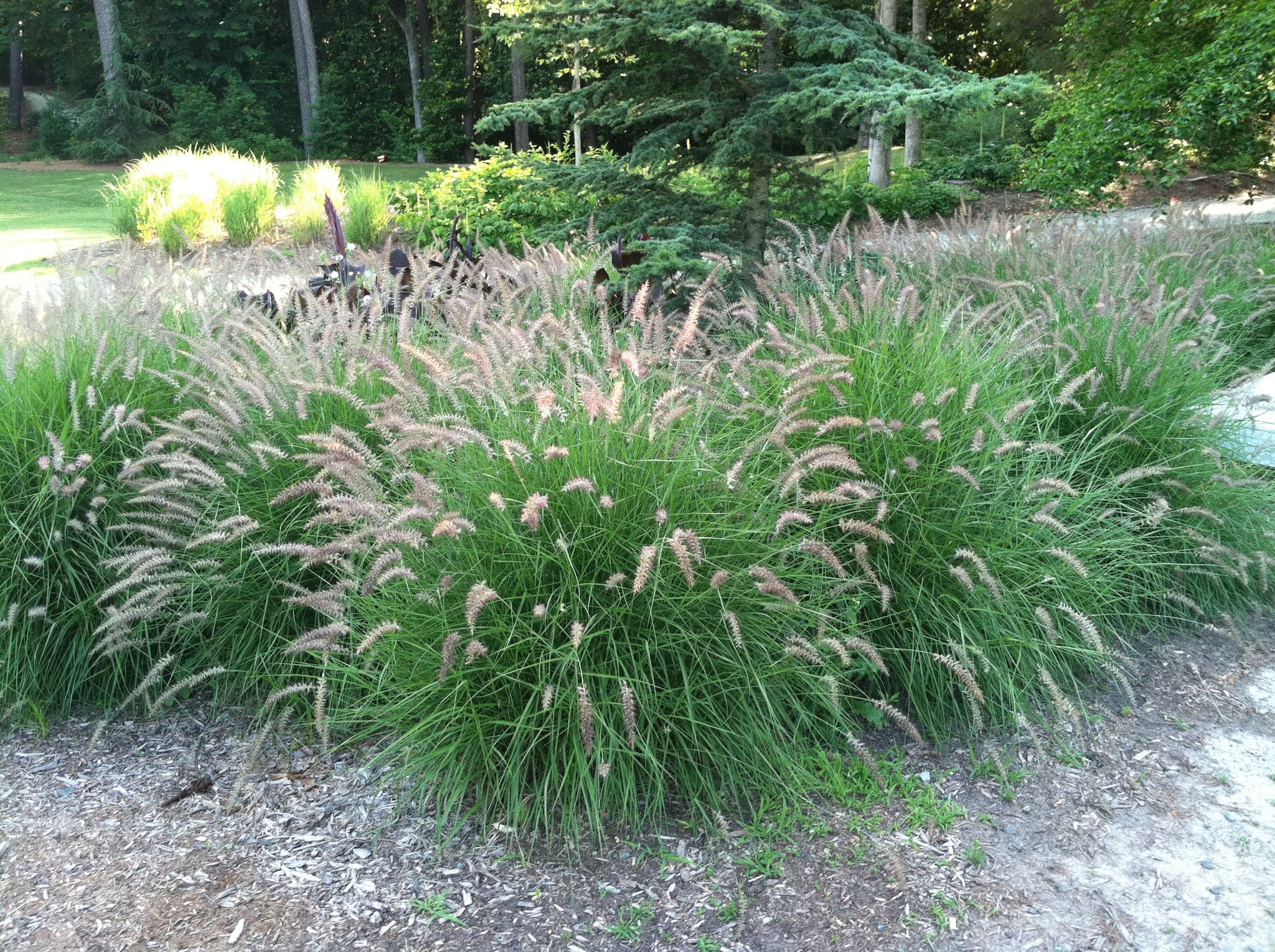 Pennisetum orientale "Karley Rose"