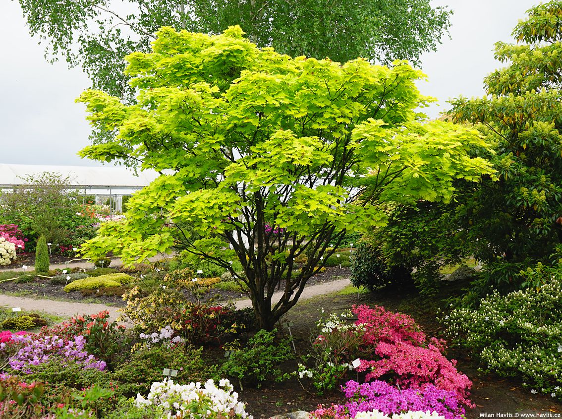 Artar japonez "Aureum" / Acer shirasawanum "Aureum" / - Gradina Noastra