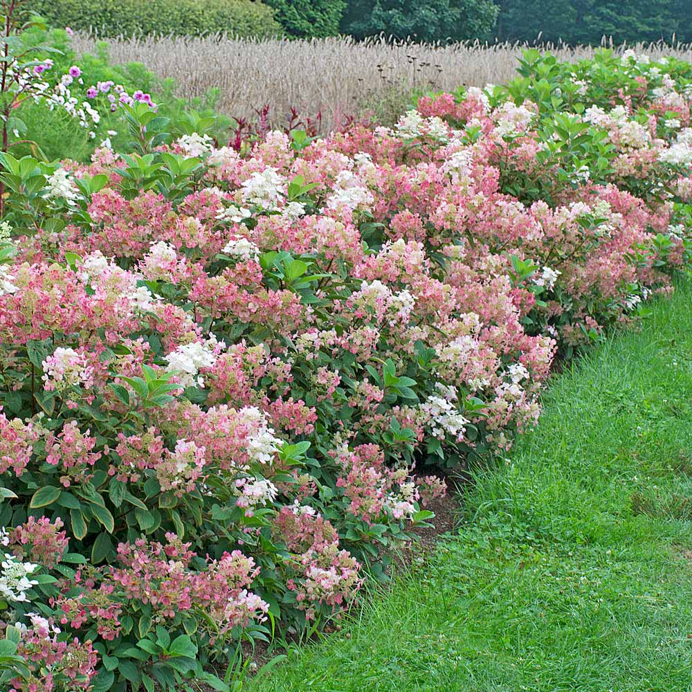 Hortensia paniculata "Little Quick Fire" / hydrangea paniculata "Little Quick Fire" / by gradina-noastra