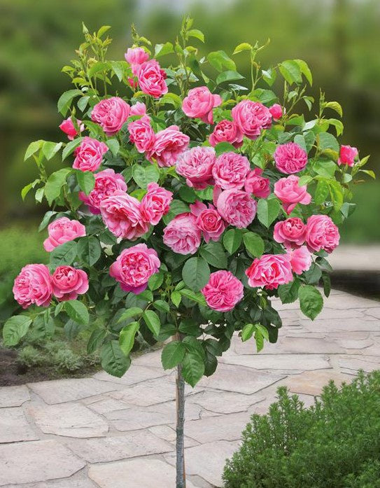 Trandafir pe picior "Leonardo Da Vinci" 1.20 - 1.30 m (Rosa "Leonardo Da Vinci"