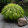 Hakonechloa macra 0.20 - 0.30 m / Hakonechloa macra /