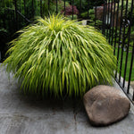 Hakonechloa macra 0.20 - 0.30 m / Hakonechloa macra /