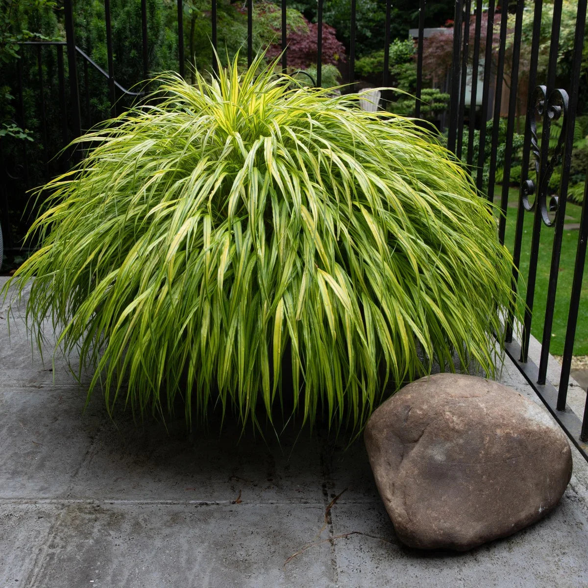 Hakonechloa macra 0.20 - 0.30 m / Hakonechloa macra /