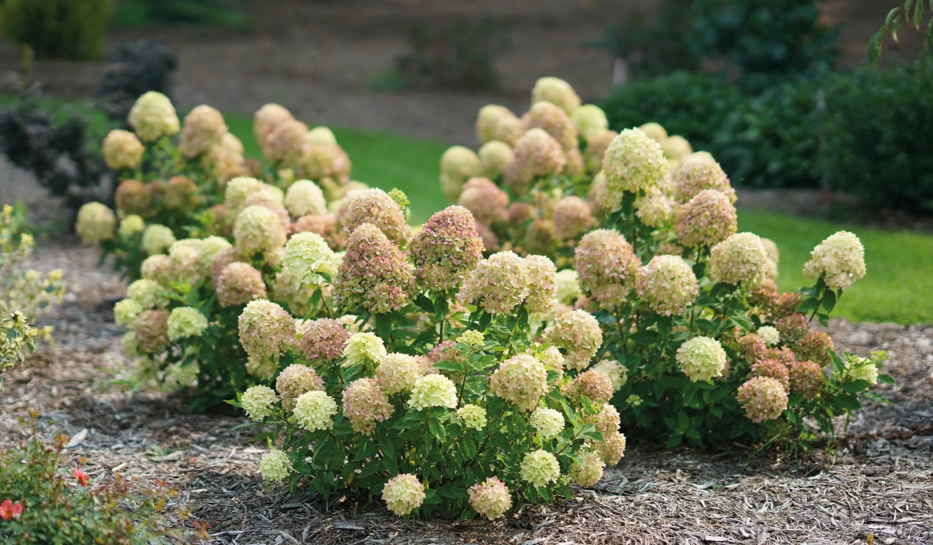 Hortensia paniculata "Fire Light Tiny Bit" / hydrangea paniculata "Fire Light Tiny Bit" / - Gradina Noastra