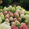 Hortensia paniculata "Fire Light Tiny Bit" / hydrangea paniculata "Fire Light Tiny Bit" / - Gradina Noastra